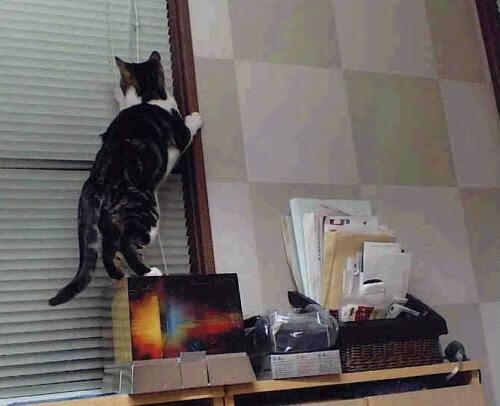 鏖战博斯普鲁斯，哈兰德上演一个人的奥斯特里茨，扛起尤文绝境前行