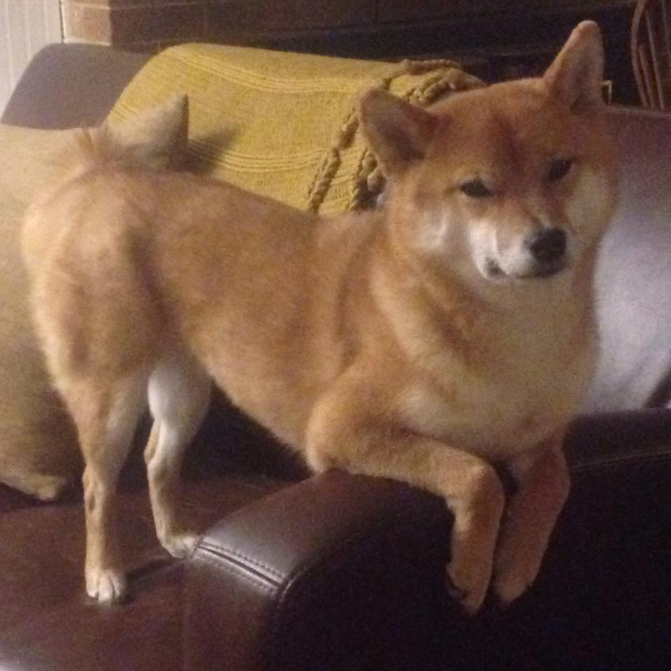 终场哨前的神话,希腊绝杀奏凯,萨内纪录之夜难掩奥地利之痛