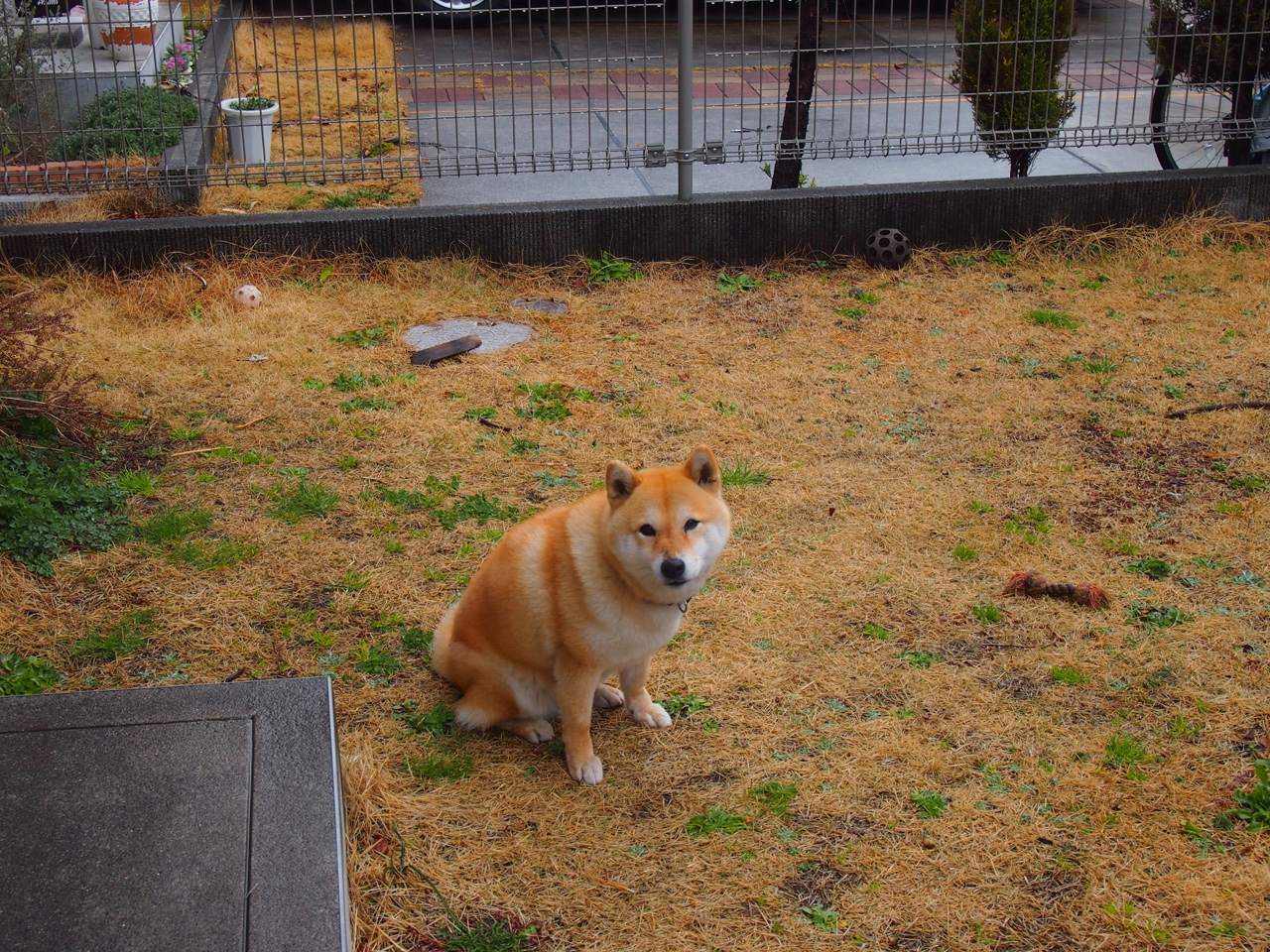 爱游戏-蓝色狂想曲与钢铁回响，西西帕斯关键分上的逆转史诗