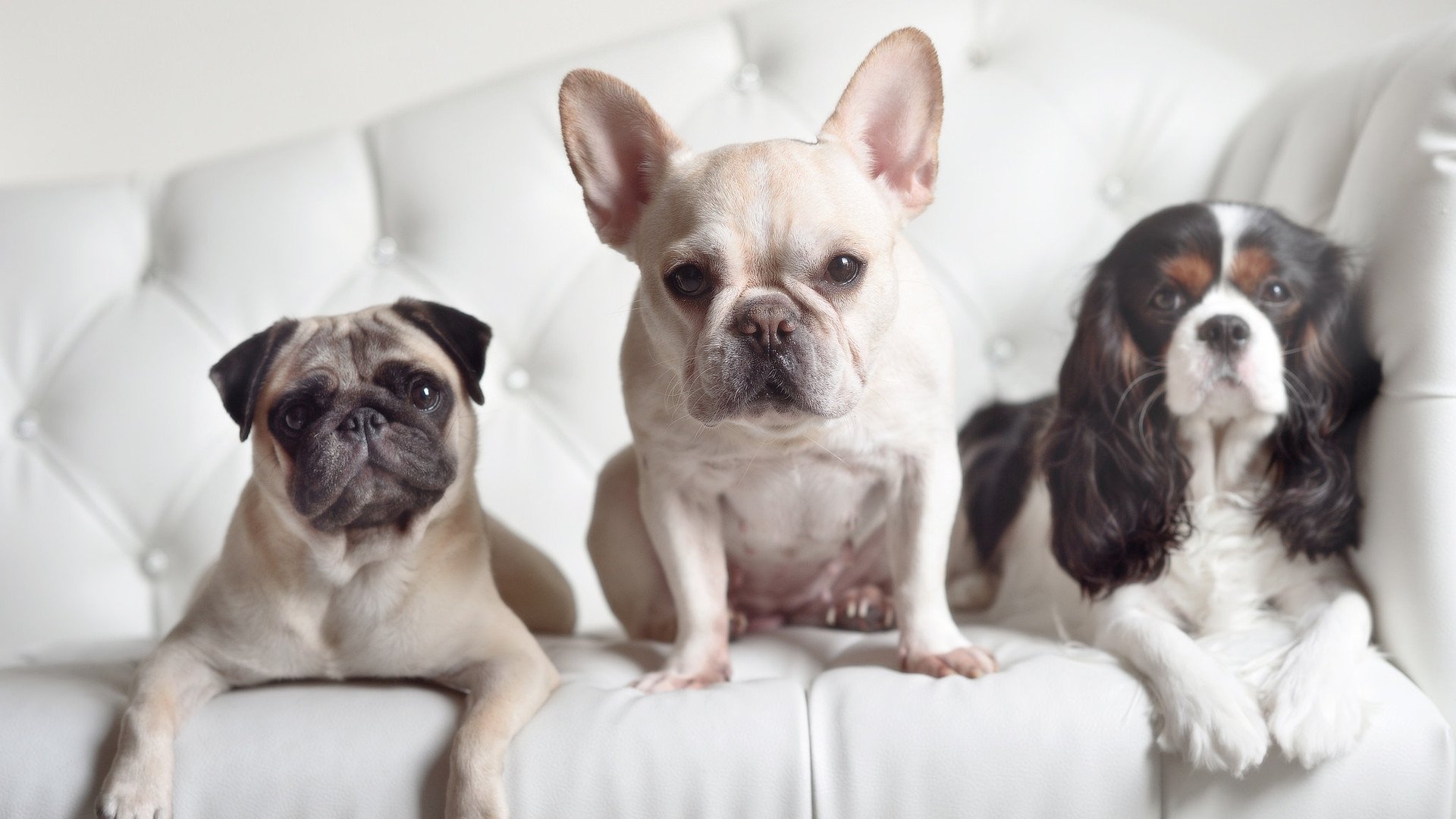 柏林之夜，从千年老二到抗鼎核心，王皓如何熔铸逆转之魂