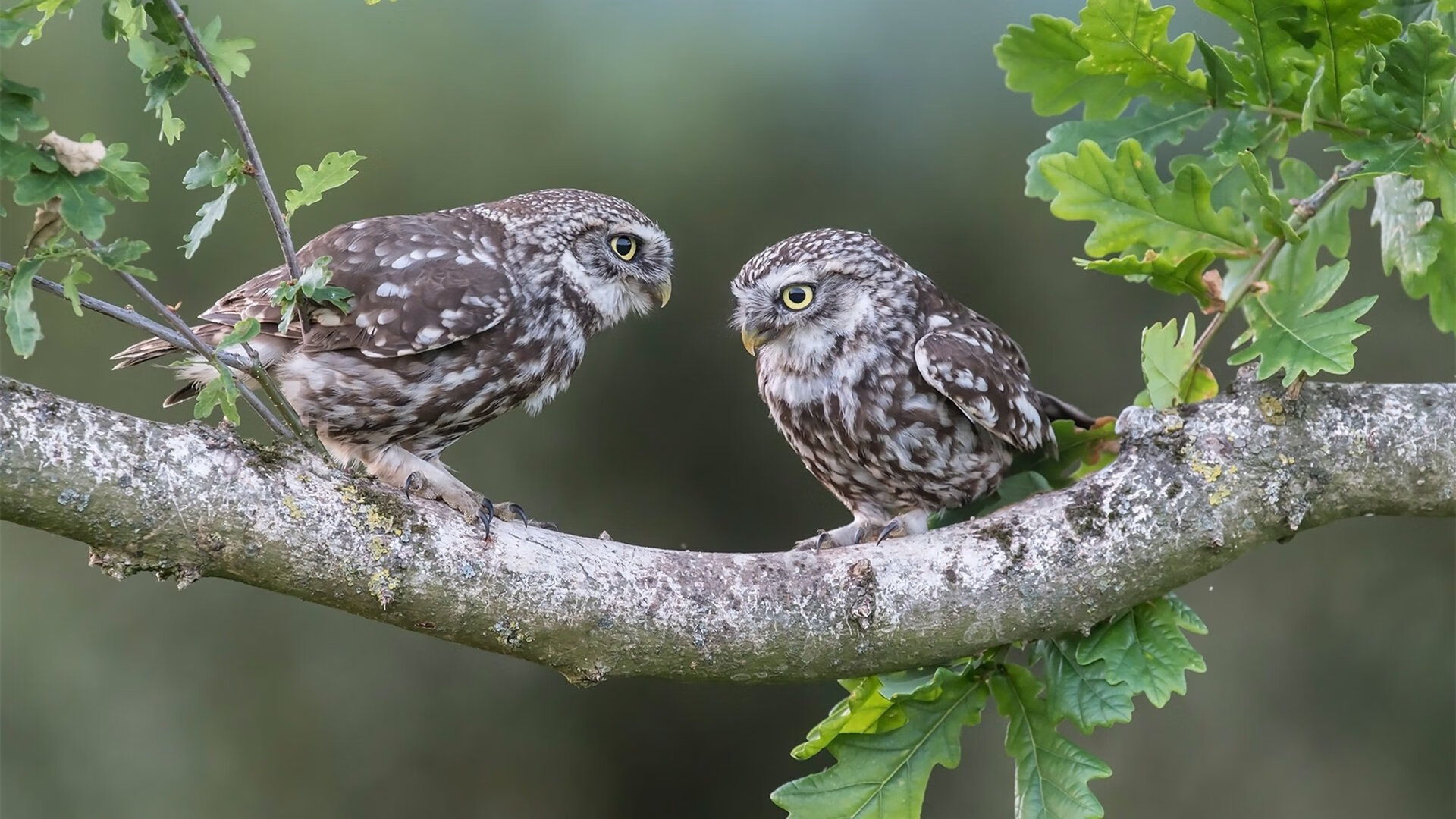 爱游戏tv-交响乐与独奏家，当湖人的团队火力淹没快船，东契奇的存在感照亮孤城