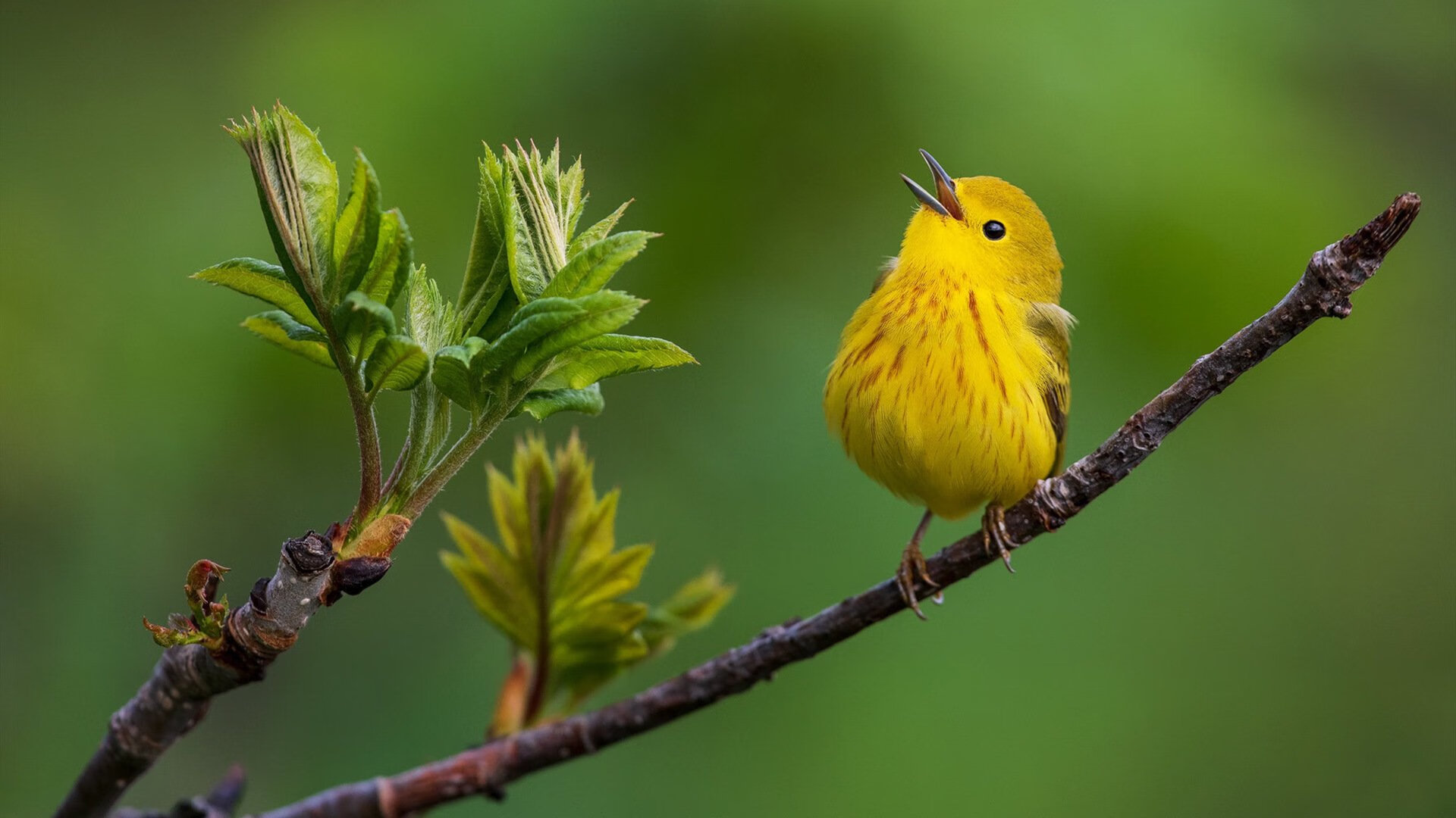 棋逢对手，掘金以铁血意志攻克总决赛硬仗，力克雄鹿登顶之路
