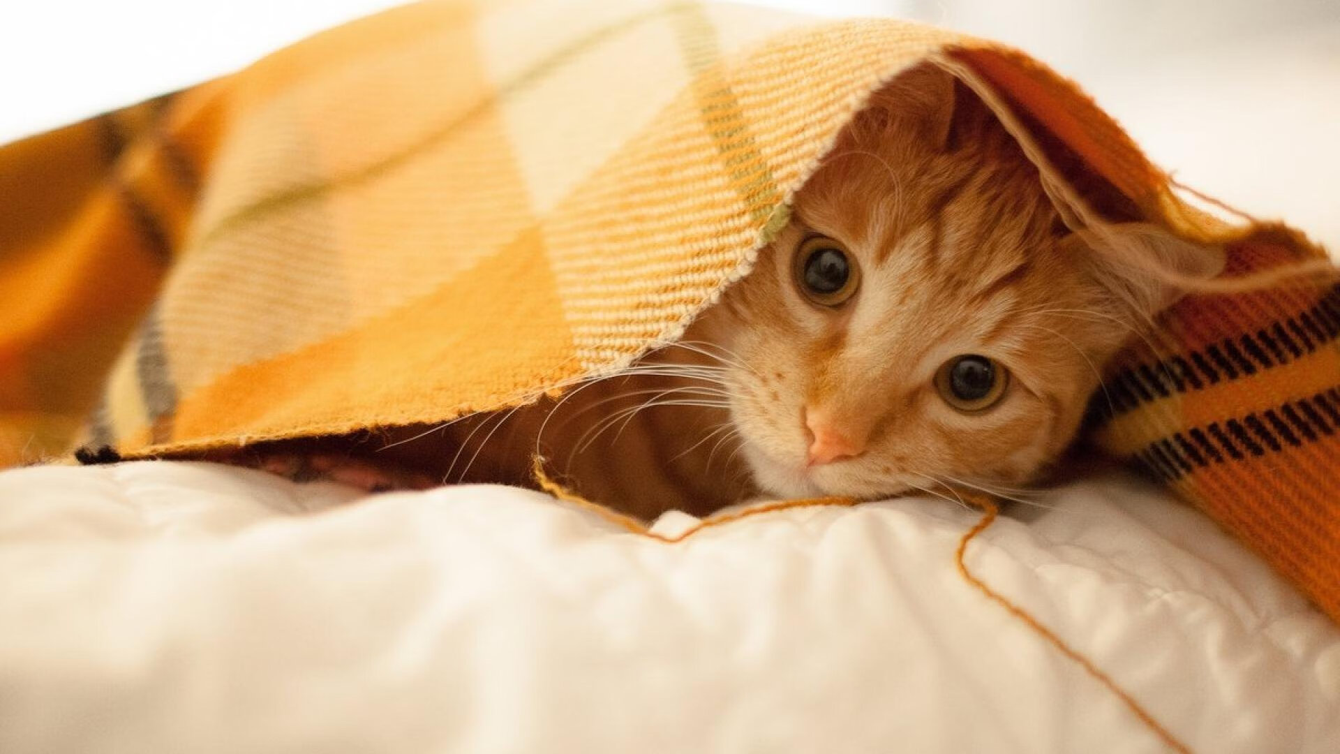 王朝余晖映亮新神王座，马刺团队篮球的逆袭宣言