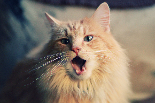 爱游戏tv-火焰与铁翼，霍勒迪用防守书写现代篮球的钢铁美学