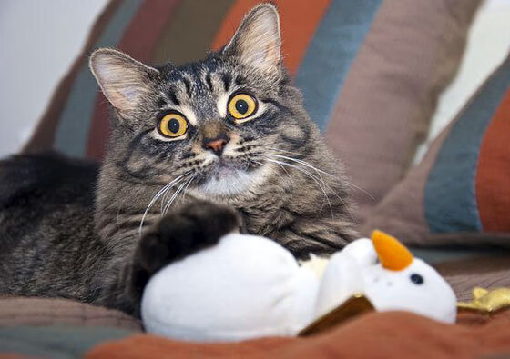 绝境中的唯一破局者,当奇才深陷骑士铁蹄,武切维奇用天赋与偏执诠释何为硬仗之王