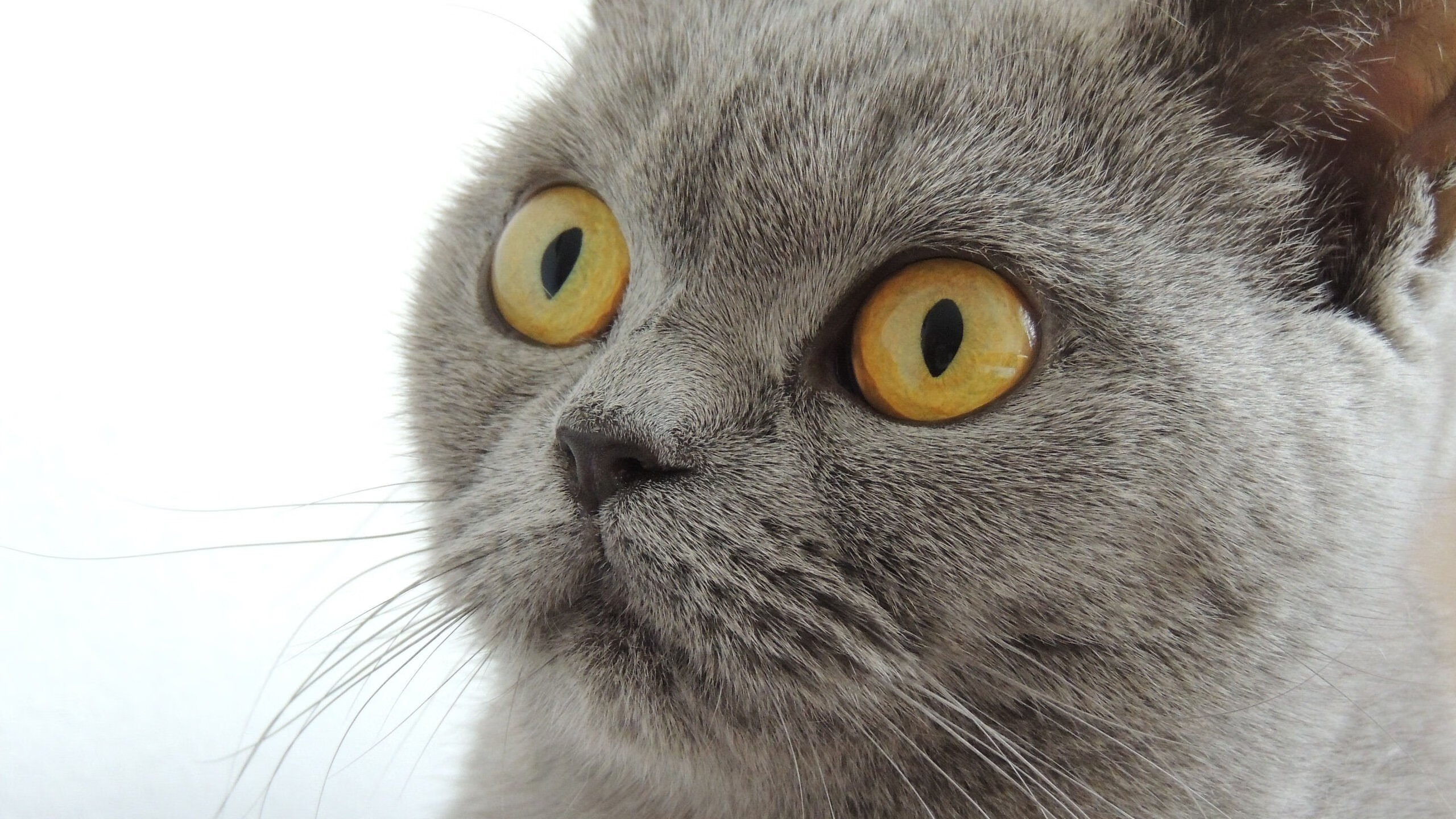 爱游戏入口-阿劳霍第93分钟的子弹，击穿迷雾助苏格兰突围安哥拉生死战