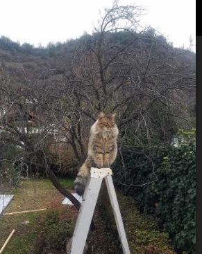 亚洲行惊现荡气回肠逆转！曼联生死战险胜韩国劲旅，范戴克一夫当关定乾坤
