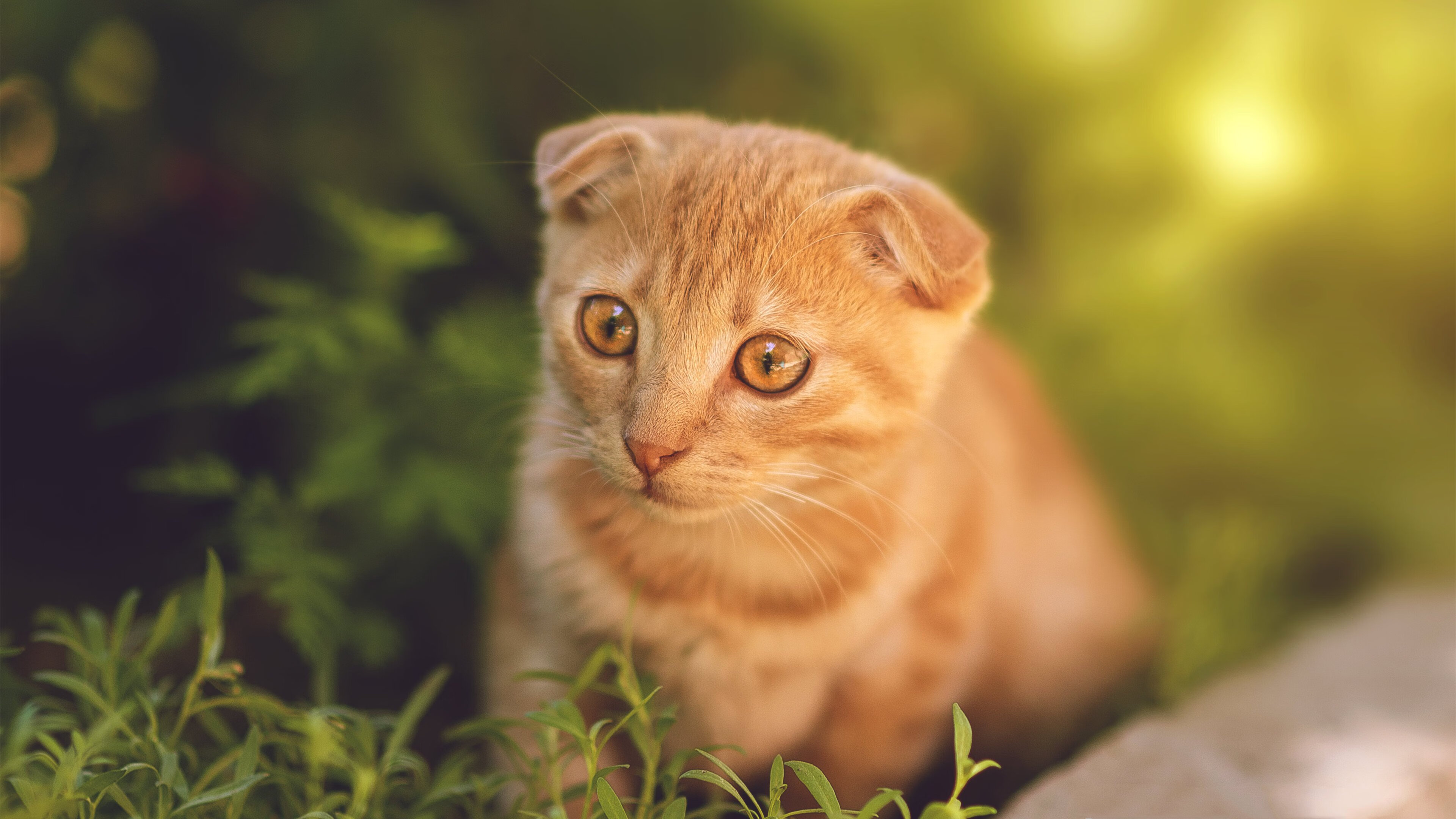 密不透风的接管，当霍勒迪的防守成为总决赛的终极武器