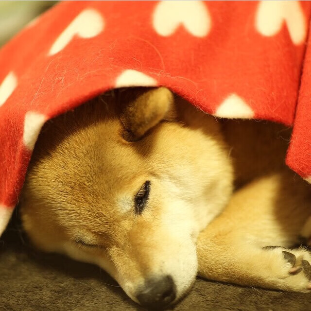 爱游戏tv-拉文，纽约淬火的尖刀