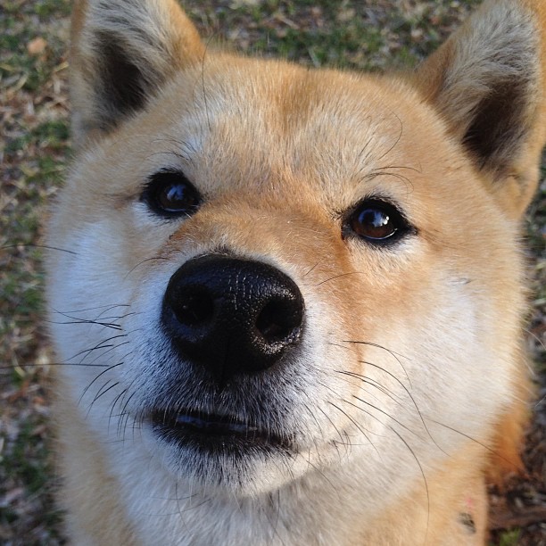 爱游戏下载-终极多巴胺时刻，当广厦的绝杀与东契奇的油门在同一秒炸响