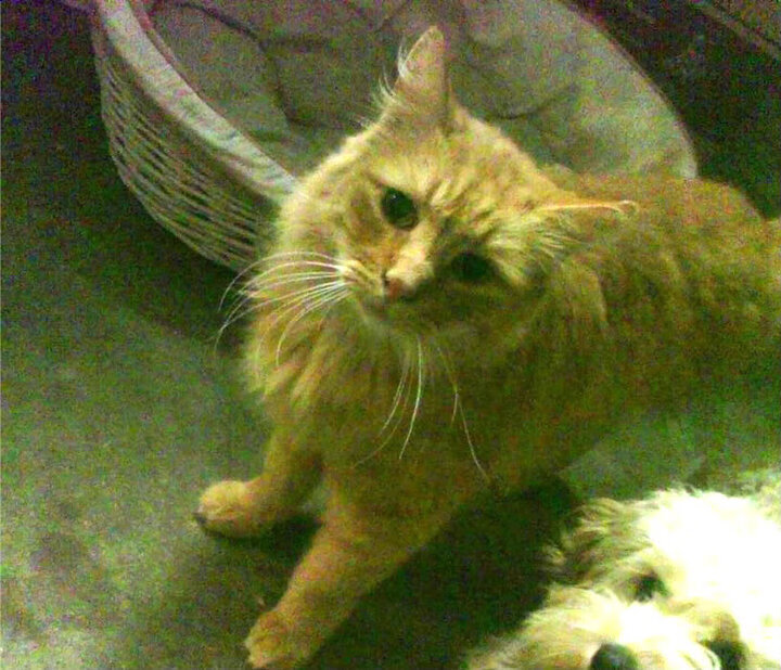 孤胆英雄破红墙！弗拉霍维奇天神下凡，国际米兰逆境克红军