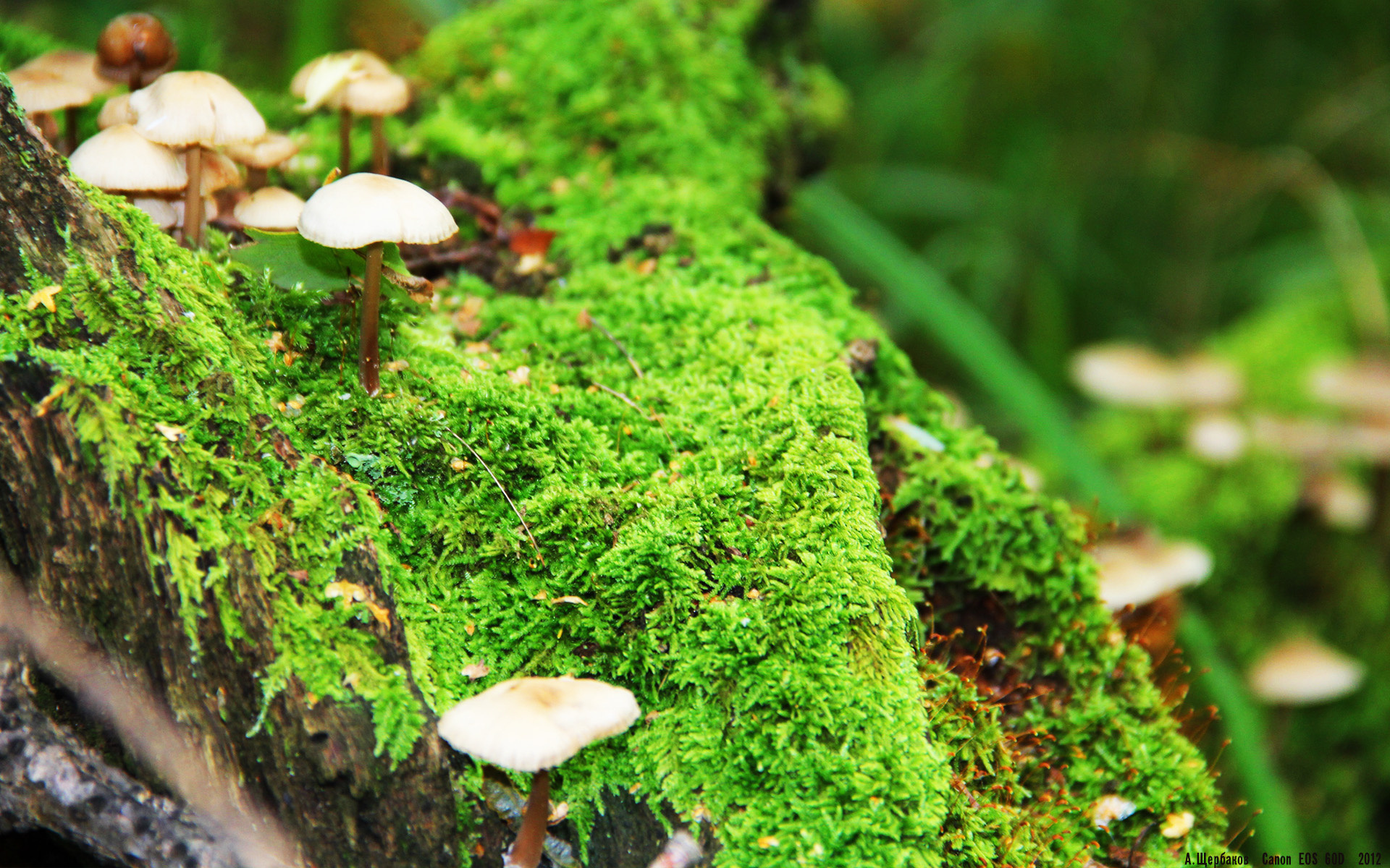 铁血军团迎战西部豪强，吉林奇兵杰伦·格林赛后评分拉满！